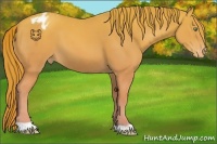 Horse Color:Gold Champagne Appaloosa 