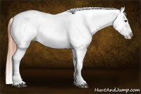 Horse Color:Grullo Appaloosa