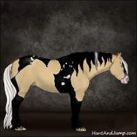 Horse Color:Gray Silver Classic Cream Champagne Roan Dun Splash Tobiano 
