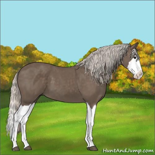 Horse Color:Silver Black Splash