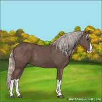 Horse Color:Silver Black Splash 