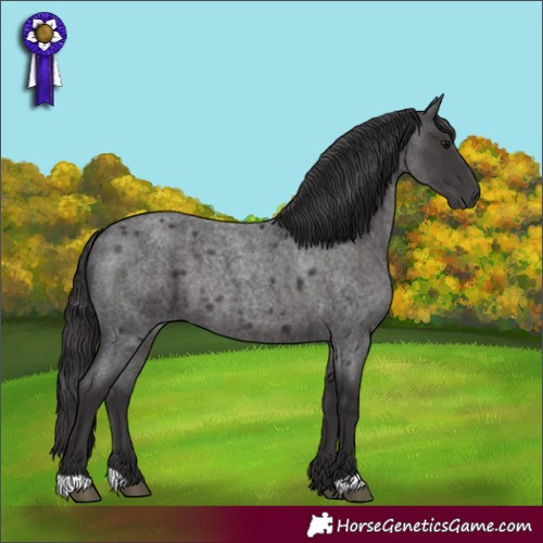Horse Color:Smoky Blue Roan