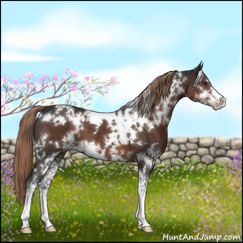 Horse Color:White Spotted Liver Chestnut Sabino 