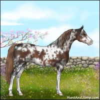Horse Color:White Spotted Liver Chestnut Sabino 