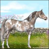 Horse Color:White Spotted Liver Red Dun Splash 