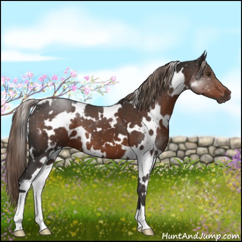 Horse Color:White Spotted Liver Chestnut 