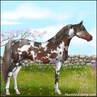 Horse Color:White Spotted Liver Chestnut 