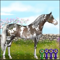 Horse Color:White Spotted Liver Chestnut Sabino Rabicano