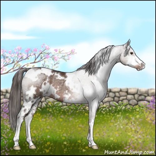 Horse Color:White Spotted Liver Chestnut Sabino Rabicano