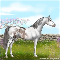 Horse Color:White Spotted Liver Chestnut Sabino Rabicano