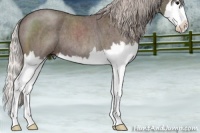 Horse Color:Silver Blue Roan Splash 