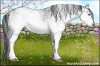 Horse Color:White Spotted Blue Roan Rabicano and Gray White Spotted Blue Roan Rabicano