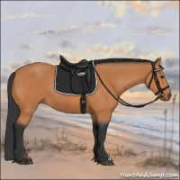 Horse Color:Bay Rabicano 