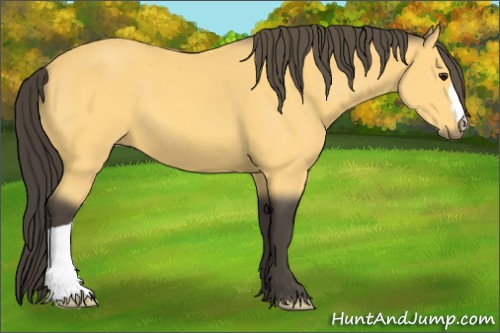 Horse Color:Buckskin 