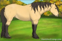 Horse Color:Buckskin 