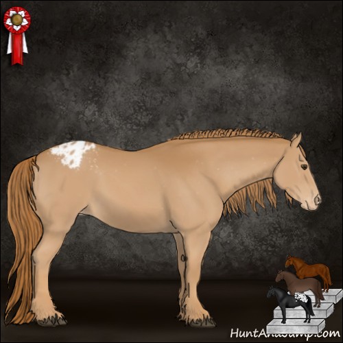 Horse Color:Chestnut Appaloosa 