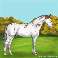 Horse Color:Bay Splash Tobiano Rabicano