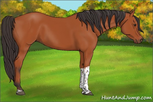 Horse Color:Bay Tobiano Rabicano 