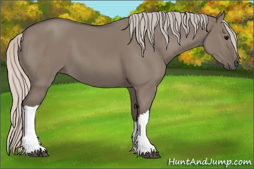 Horse Color:Silver Grullo 