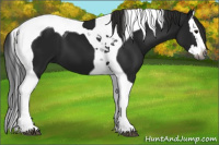 Horse Color:Gray Black Splash Tobiano