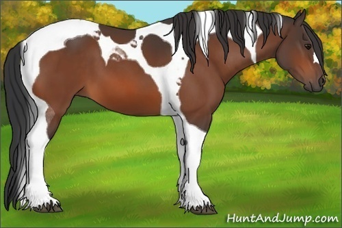 Horse Color:Bay Tobiano 