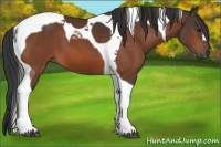 Horse Color:Bay Tobiano 