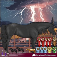 Horse Color:Black 