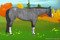Horse Color:Blue Roan Splash Appaloosa