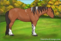 Horse Color:Bay Tobiano Rabicano