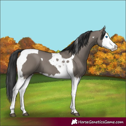 Horse Color:Grullo Splash Tobiano 