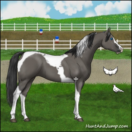 Horse Color:Grullo Splash Tobiano 