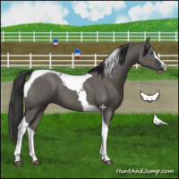 Horse Color:Grullo Splash Tobiano 