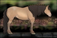 Horse Color:Amber Champagne