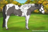 Horse Color:Grullo Splash Tobiano 