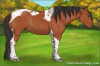 Horse Color:Bay Tobiano Rabicano 