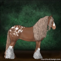 Horse Color:Chestnut Appaloosa 