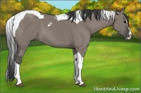 Horse Color:Grullo Splash Tobiano