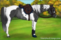 Horse Color:Black Tobiano Rabicano 