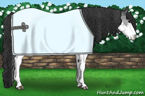 Horse Color:White Spotted Blue Roan Rabicano  and White Spotted Blue Roan Rabicano 