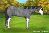 Horse Color:Blue Roan Splash 