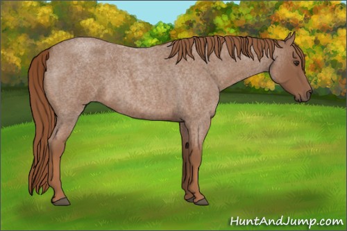 Horse Color:Red Roan