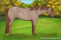 Horse Color:Red Roan 