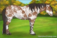 Horse Color:White Spotted Bay Splash  and White Spotted Bay Splash 