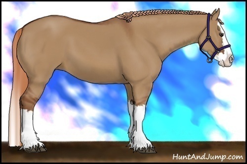 Horse Color:Red Dun Splash 