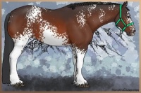 Horse Color:White Spotted Bay 