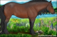 Horse Color:Bay Roan 