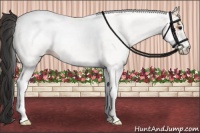 Horse Color:White Spotted Bay 