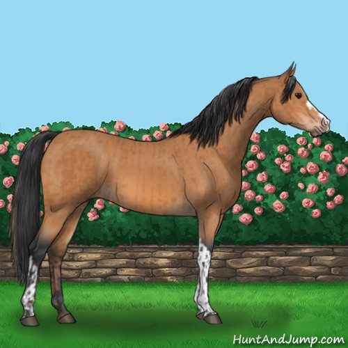 Horse Color:Bay  and Bay 