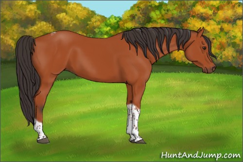 Horse Color:Bay Tobiano Rabicano 