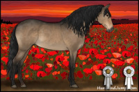 Horse Color:Gray Brown Dun 